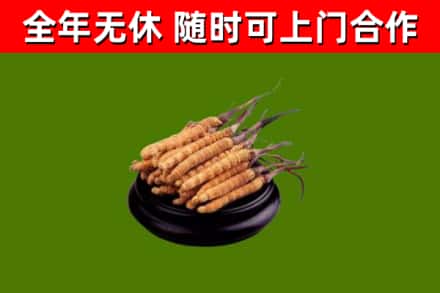 宣城回收冬虫夏草